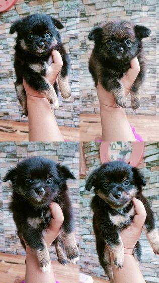 ชิวาว่า