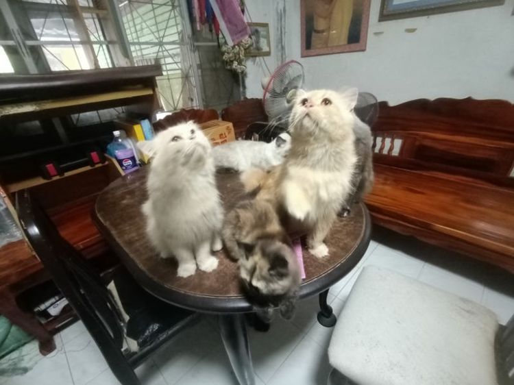 เปอร์เซีย ผสมบิรติช รูปที่ 2