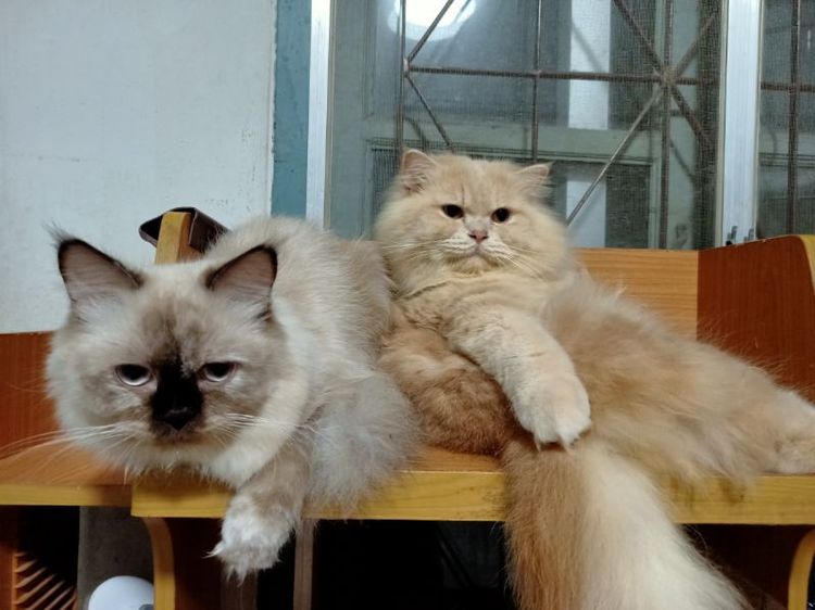 เปอร์เซีย ผสมบิรติช รูปที่ 5