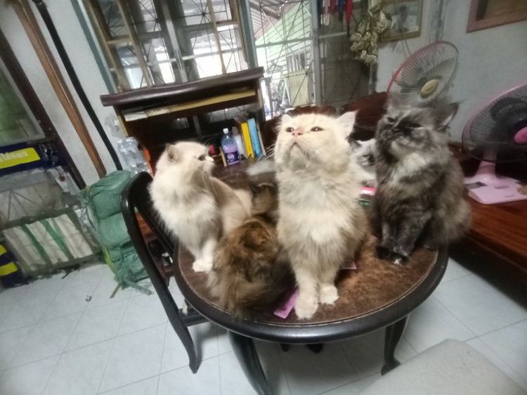 เปอร์เซีย ผสมบิรติช