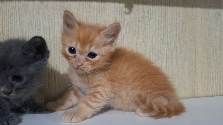 ลูกครึ่งบริติช+ไทยผสมบริติช รูปที่ 9