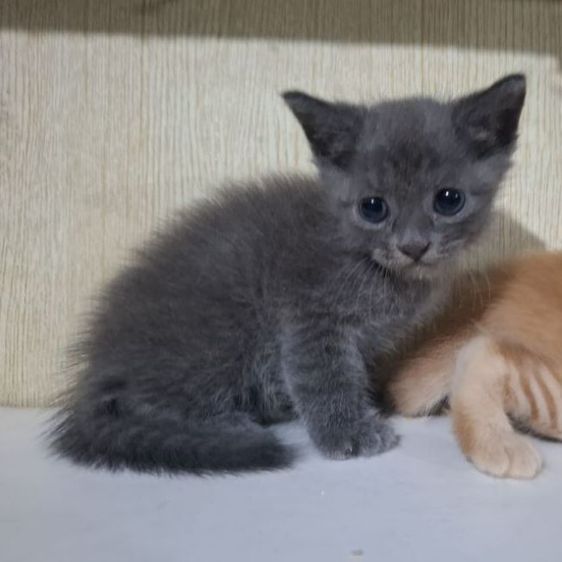 ลูกครึ่งบริติช+ไทยผสมบริติช รูปที่ 12