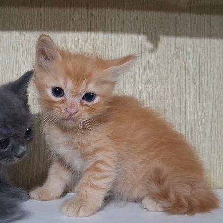 ลูกครึ่งบริติช+ไทยผสมบริติช รูปที่ 10