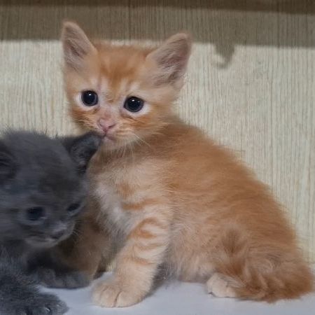 ลูกครึ่งบริติช+ไทยผสมบริติช รูปที่ 11
