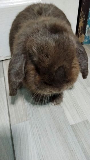 ขายกระต่ายล๊อปแท้