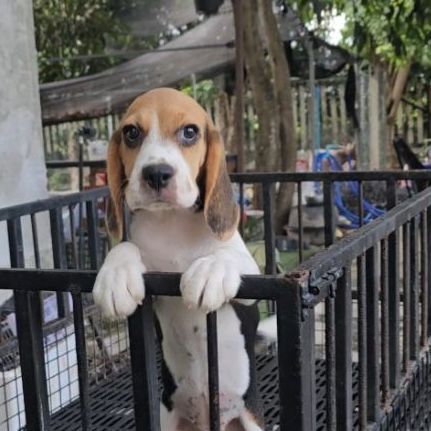 บีเกิล (Beagle) เล็ก ลูกสุนัขบีเกิ้ลแท้ สายเลือดดี เพศเมีย