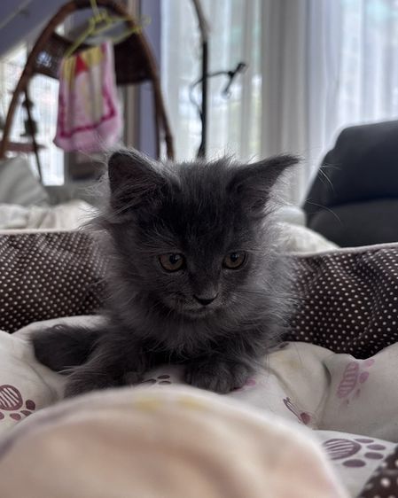 เปอร์เซีย (Persian) ลูกแมวเปอร์เซีย