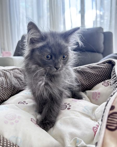 เปอร์เซีย (Persian) ลูกแมวเปอร์เซีย