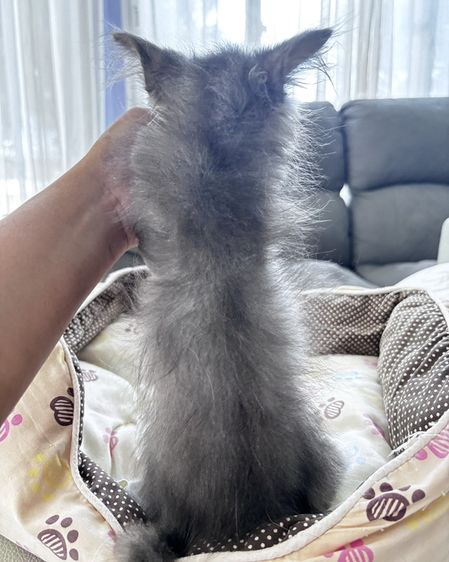 ลูกแมวเปอร์เซีย รูปที่ 5
