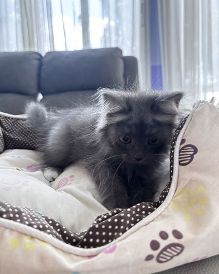 ลูกแมวเปอร์เซีย รูปที่ 2