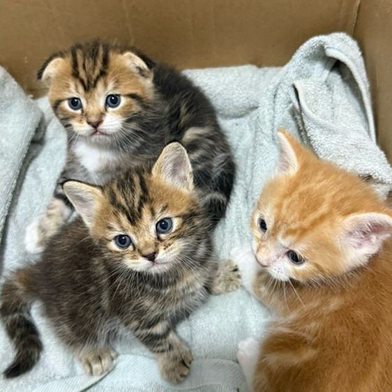 สก็อตติช โฟลด์ (Scottish Fold) แมวสก๊อตติช
