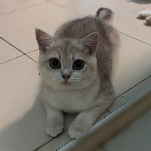 บริติช ชอร์ตแฮร์ (British Shorthair) แมว บริติช British