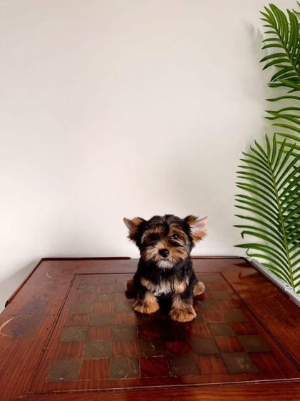 ยอร์คเชียร์ เทอร์เรีย (Yorkshire Terrier) เล็ก ยอร์คเเชียร์เพศผู้ ปิดการขายครับ