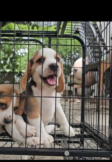 บีเกิล (Beagle) เล็ก ลูกสุนัขบีเกิ้ลผู้ แท้ สายเลือดดี