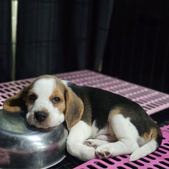 บีเกิล (Beagle) เล็ก ลูกสุนัขบีเกิ้ลผู้ แท้ สายเลือดดี