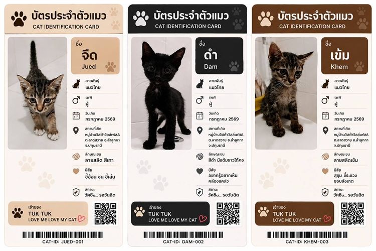แมวไทย (Thai Cat) แมวไทยพร้อมย้ายบ้าน
