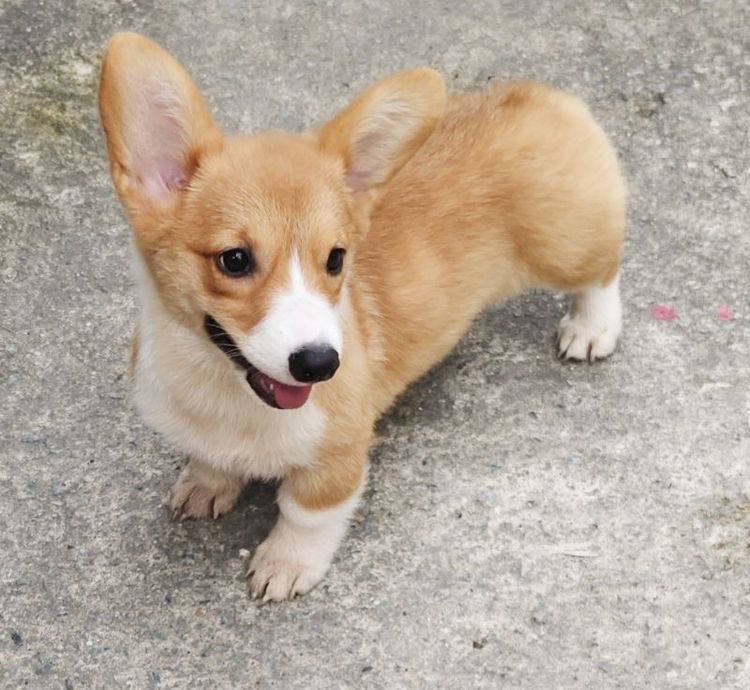คอร์กี้ (Corgi) กลาง เด็กหญิงคอร์กี้ 14000พร้อมPedigree