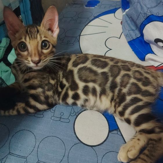 เบงกอล (Bengal House Cat) ลูกแมวเบงกอล