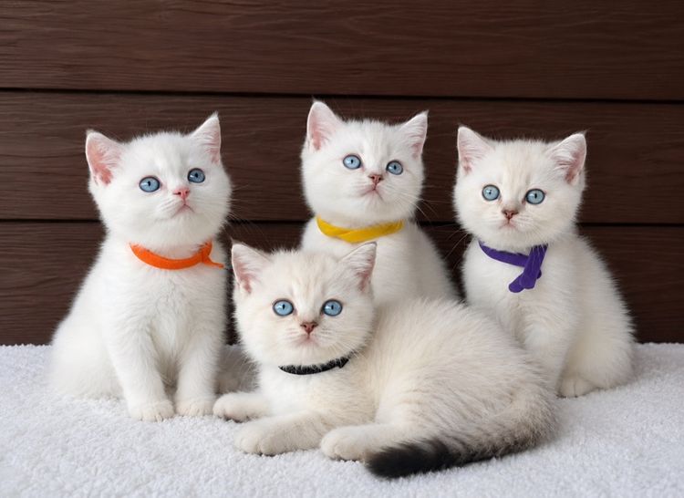 บริติช ชอร์ตแฮร์ (British Shorthair) ลูกแมวบริติช ช็อทแฮร์เพศผู้