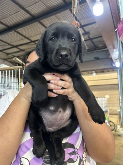 ลาบราดอร์ (Labrador) ใหญ่ ลูกลาบราดอร์เมีย