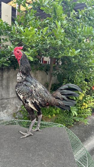 ไก่เยียร์ทำสาย รูปที่ 5