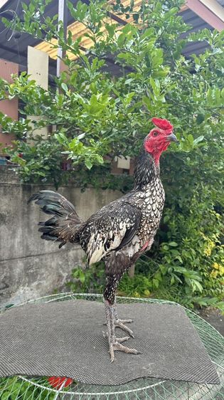 ไก่เยียร์ทำสาย รูปที่ 4