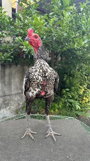 ไก่เยียร์ทำสาย รูปที่ 2