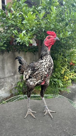 ไก่เยียร์ทำสาย รูปที่ 3