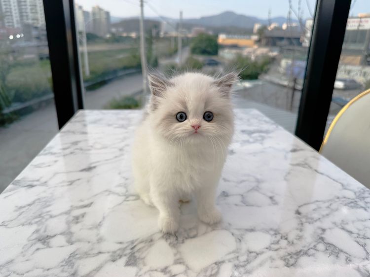 แร็กดอลล์ (Ragdoll) รูปที่ 3
