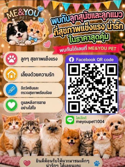 แร็กดอลล์ (Ragdoll) รูปที่ 8