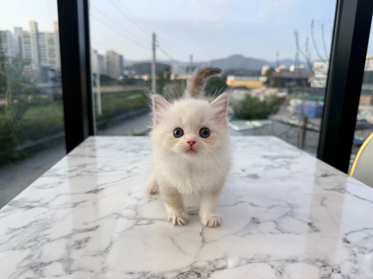 แร็กดอลล์ (Ragdoll) รูปที่ 4