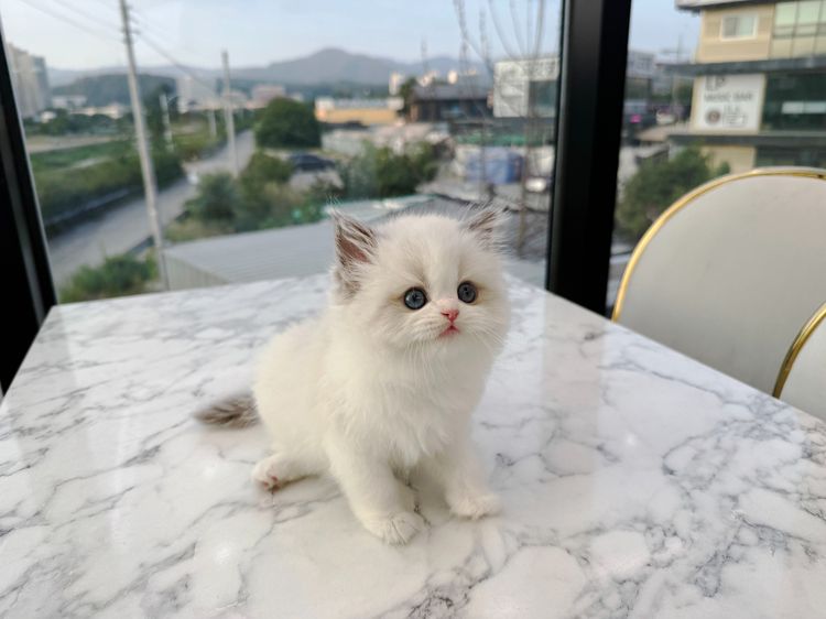 แร็กดอลล์ (Ragdoll)