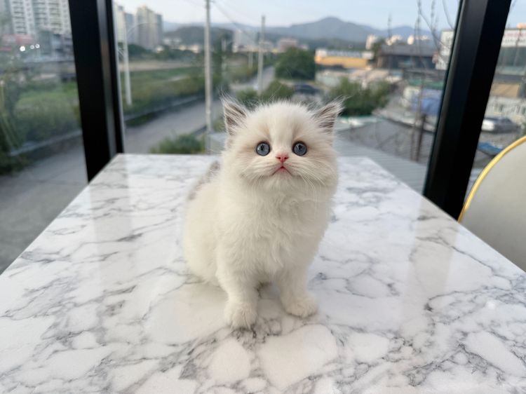 แร็กดอลล์ (Ragdoll) รูปที่ 2