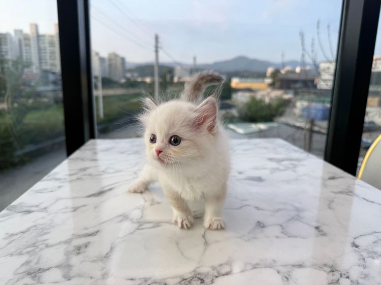 แร็กดอลล์ (Ragdoll) รูปที่ 5