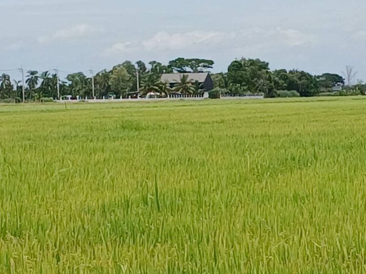 ใช่ เสนอขายที่ดินเปล่า 61 ไร่ ทำเลทอง หนองจอก กรุงเทพฯ รูปที่ 4