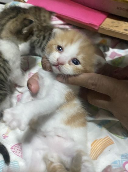 น้องแมวสก๊อตติส 1 เดือนกำลังน่ารัก นนทบุรี ไปส่งได้ถ้าไม่ไกลมาก คนละ 3000 บาทค่ะ มี 3 คน ครีม ช. ขาวครีม 2 คน ช.ทั้ง 2 รูปที่ 3
