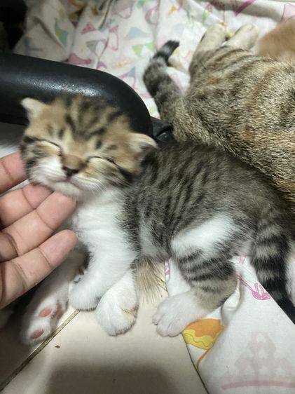น้องแมวสก๊อตติส 1 เดือนกำลังน่ารัก นนทบุรี ไปส่งได้ถ้าไม่ไกลมาก คนละ 3000 บาทค่ะ มี 3 คน ครีม ช. ขาวครีม 2 คน ช.ทั้ง 2