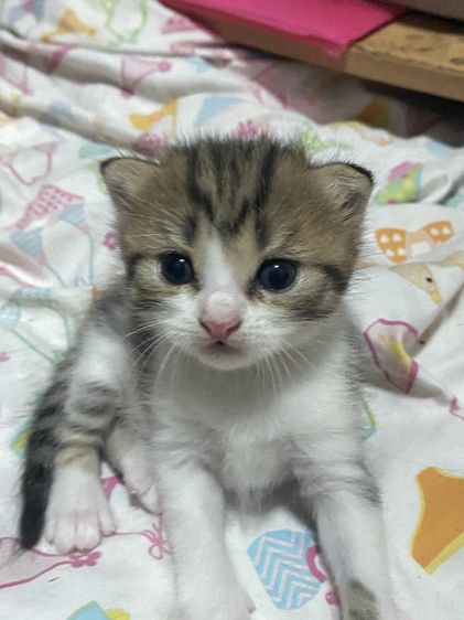น้องแมวสก๊อตติส 1 เดือนกำลังน่ารัก นนทบุรี ไปส่งได้ถ้าไม่ไกลมาก คนละ 3000 บาทค่ะ มี 3 คน ครีม ช. ขาวครีม 2 คน ช.ทั้ง 2 รูปที่ 2