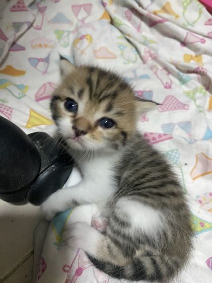น้องแมวสก๊อตติส 1 เดือนกำลังน่ารัก นนทบุรี ไปส่งได้ถ้าไม่ไกลมาก คนละ 3000 บาทค่ะ มี 3 คน ครีม ช. ขาวครีม 2 คน ช.ทั้ง 2 รูปที่ 4