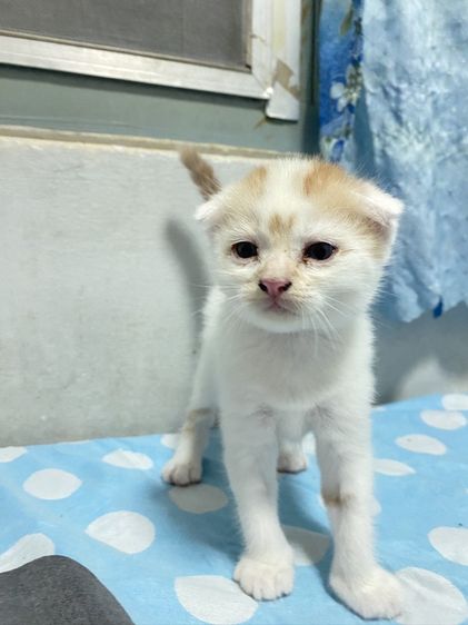 น้องแมวสก๊อตติส 1 เดือนกว่ากำลังน่ารัก นนทบุรี ไปส่งได้ถ้าไม่ไกลมาก คนละ 3000 บาทค่ะ มี 3 คน ครีม ช. ขาวครีม 2 คน ช.ทั้ง 2 รูปที่ 3