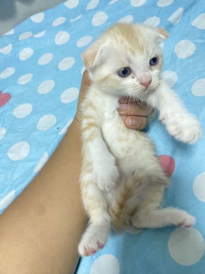 น้องแมวสก๊อตติส 1 เดือนกว่ากำลังน่ารัก นนทบุรี ไปส่งได้ถ้าไม่ไกลมาก คนละ 3000 บาทค่ะ มี 3 คน ครีม ช. ขาวครีม 2 คน ช.ทั้ง 2 รูปที่ 7