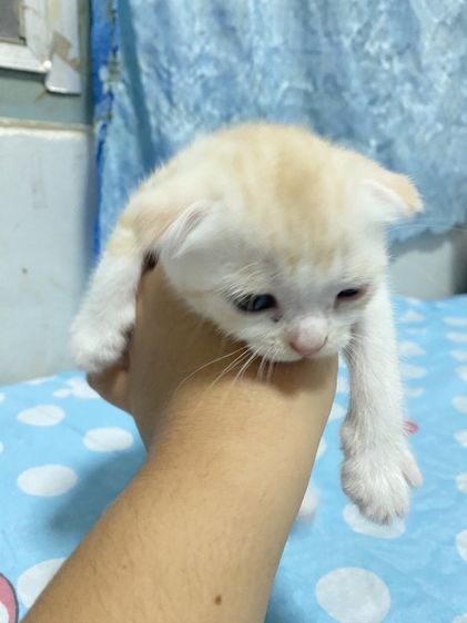 น้องแมวสก๊อตติส 1 เดือนกว่ากำลังน่ารัก นนทบุรี ไปส่งได้ถ้าไม่ไกลมาก คนละ 3000 บาทค่ะ มี 3 คน ครีม ช. ขาวครีม 2 คน ช.ทั้ง 2 รูปที่ 6