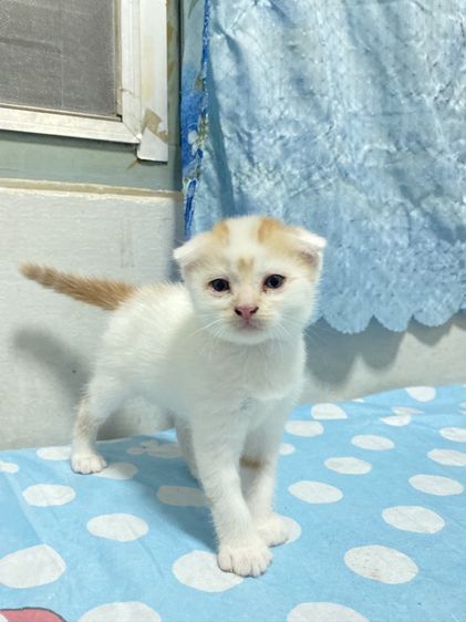 น้องแมวสก๊อตติส 1 เดือนกว่ากำลังน่ารัก นนทบุรี ไปส่งได้ถ้าไม่ไกลมาก คนละ 3000 บาทค่ะ มี 3 คน ครีม ช. ขาวครีม 2 คน ช.ทั้ง 2