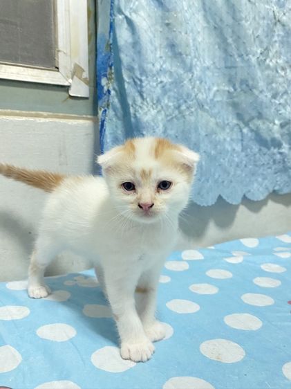น้องแมวสก๊อตติส 1 เดือนกว่ากำลังน่ารัก นนทบุรี ไปส่งได้ถ้าไม่ไกลมาก คนละ 3000 บาทค่ะ มี 3 คน ครีม ช. ขาวครีม 2 คน ช.ทั้ง 2 รูปที่ 2
