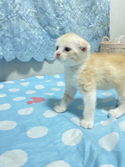 น้องแมวสก๊อตติส 1 เดือนกว่ากำลังน่ารัก นนทบุรี ไปส่งได้ถ้าไม่ไกลมาก คนละ 3000 บาทค่ะ มี 3 คน ครีม ช. ขาวครีม 2 คน ช.ทั้ง 2 รูปที่ 5