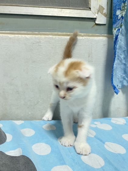 น้องแมวสก๊อตติส 1 เดือนกว่ากำลังน่ารัก นนทบุรี ไปส่งได้ถ้าไม่ไกลมาก คนละ 3000 บาทค่ะ มี 3 คน ครีม ช. ขาวครีม 2 คน ช.ทั้ง 2 รูปที่ 4