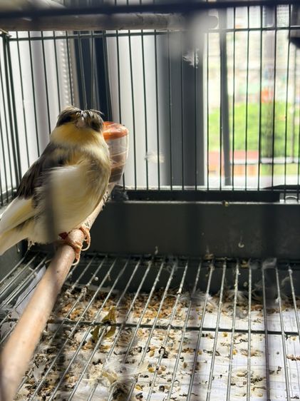 อื่นๆ นกคีรีบูนหัวหมวก Gloster Canary