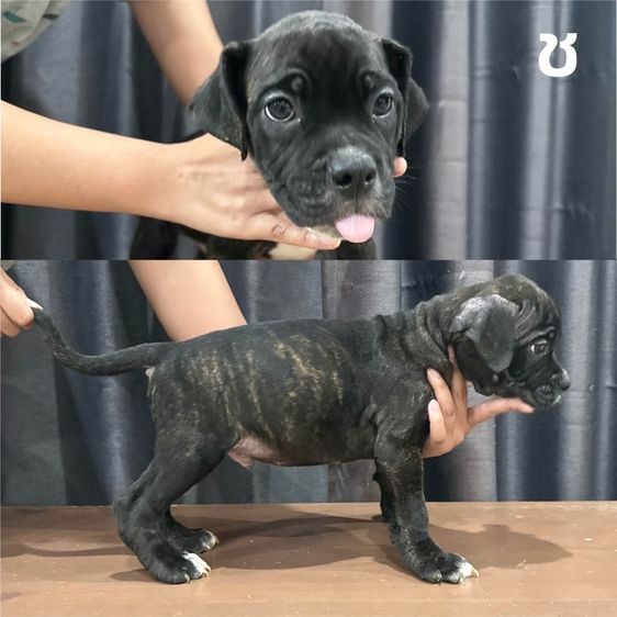 อื่นๆ ใหญ่ Concept dog หา🏡