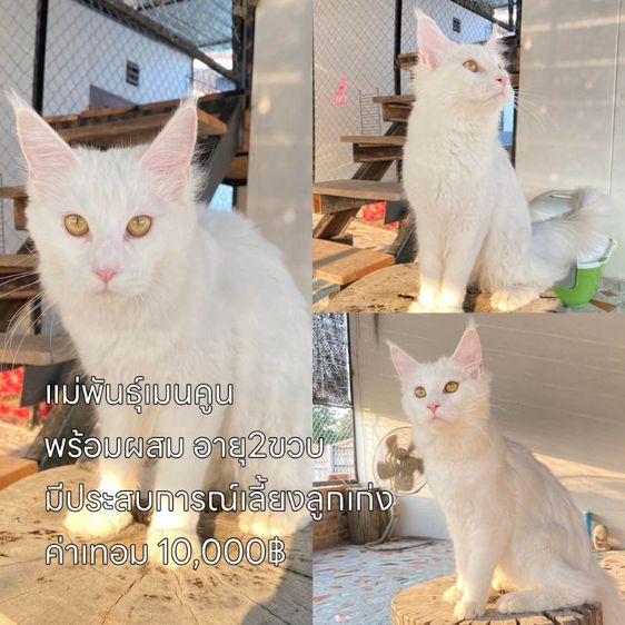 ลดประชากรแม่พันธุ์ พร้อมผสม มีทั้งพันธุ์เมนคูนและมันช์กิ้นขาสั้น รูปที่ 2