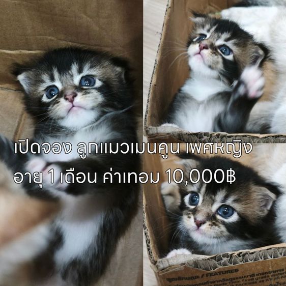 ลดประชากรแม่พันธุ์ พร้อมผสม มีทั้งพันธุ์เมนคูนและมันช์กิ้นขาสั้น รูปที่ 5